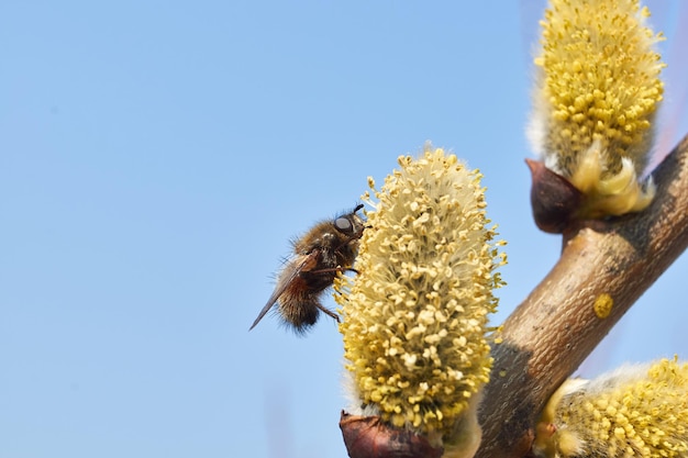 Lente. De wilg (lat. Salix) bloeit, de oorbellen - bloeiwijzen zijn tot bloei gekomen.