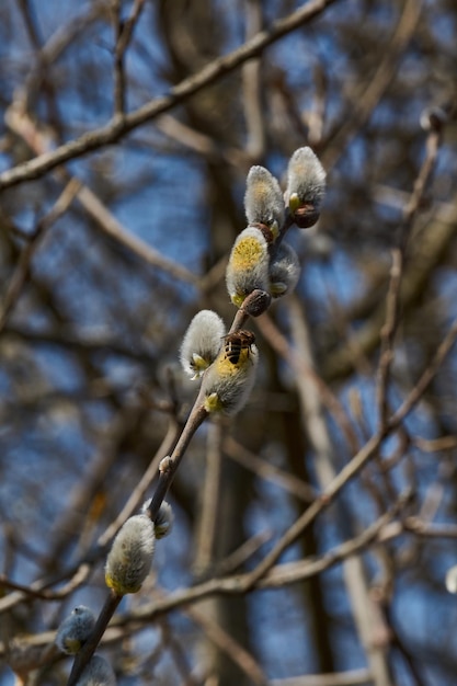 Lente De wilg lat Salix bloeit de oorbellen bloeiwijzen zijn uitgebloeid