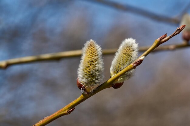 Lente De wilg lat Salix bloeit de oorbellen bloeiwijzen zijn uitgebloeid