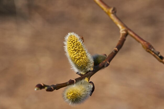 Lente De wilg lat Salix bloeit de oorbellen bloeiwijzen zijn uitgebloeid