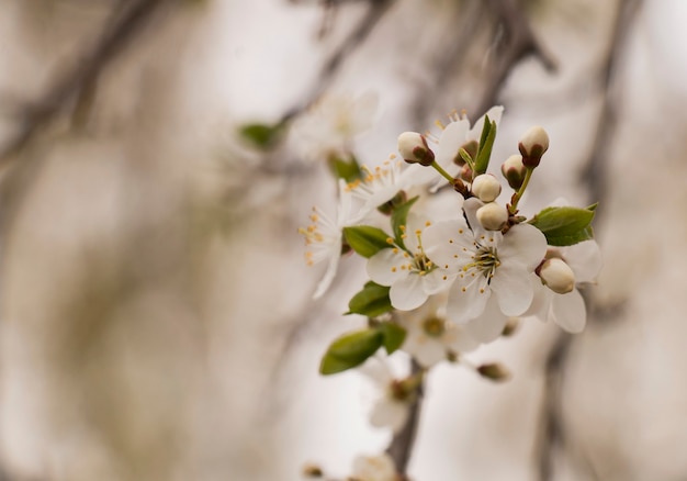 Lente een appelboom bloeit in een tuin