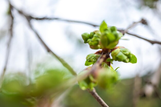 Lente eerste groene bladeren op hemelachtergrond prachtige tuin en natuurfoto