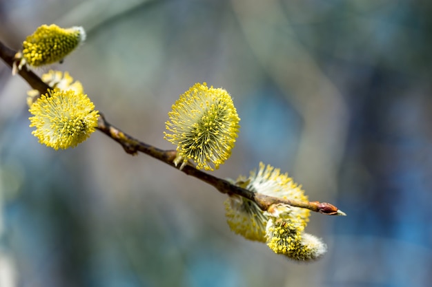 Lente els bloemen op een zonnige dag