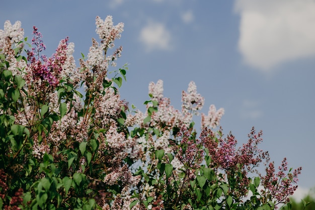 Lente en bloesem concept. mooie paarse sering in tuin tegen blauwe hemel met wolken