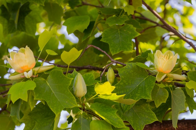 Lente en zomer bloemen achtergrondCloseup Liriodendron selectieve aandacht T