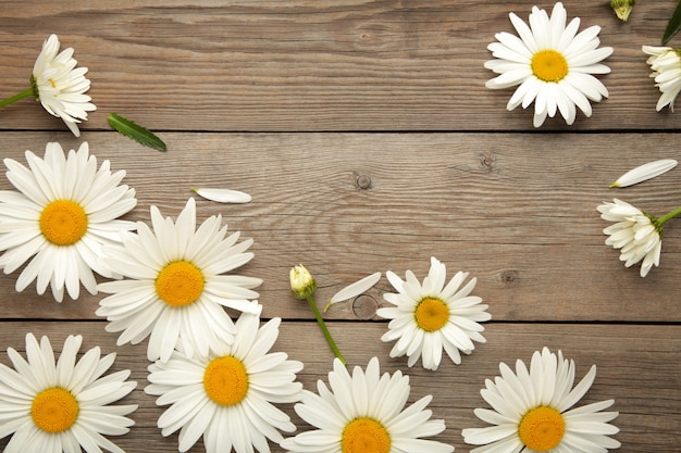 Lente en zomer kamille bloemen op grijze houten achtergrond. Bovenaanzicht