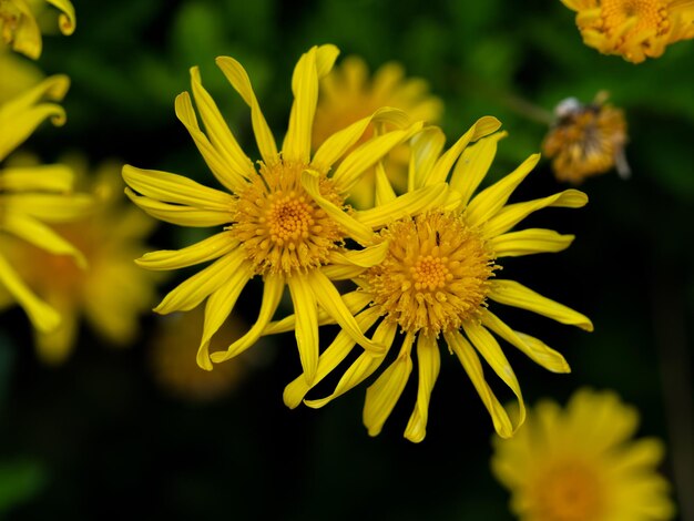 Lente- en zomerbloemen