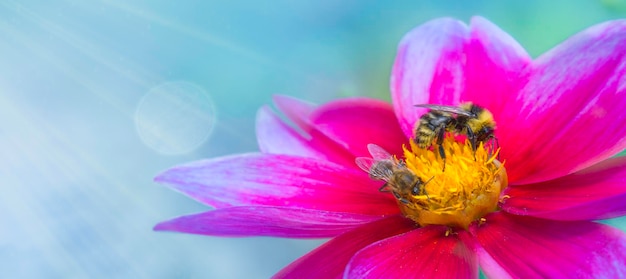 Lente enkele madeliefje bloem en bij Honing collectie bijenteelt Kopieer ruimte