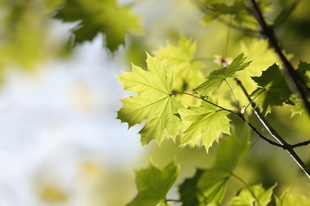 Lente esdoorn bladeren in het bos