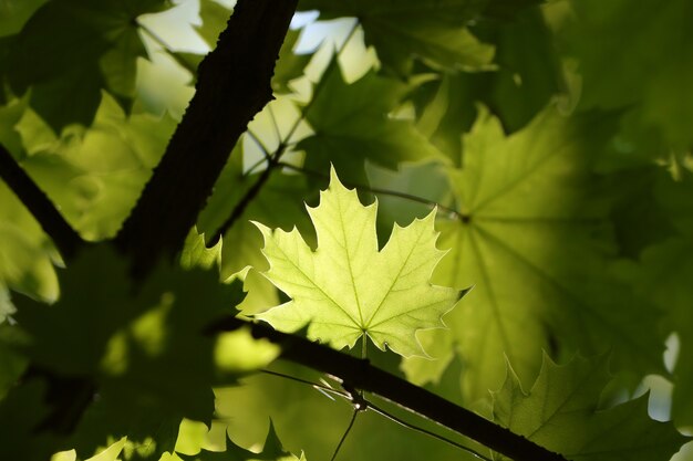 Lente esdoorn bladeren op een takje in het bos