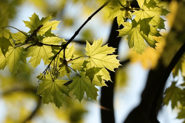 Foto lente esdoorn bladeren op een takje in het bos