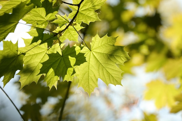 Foto lente esdoorn bladeren op een takje in het bos