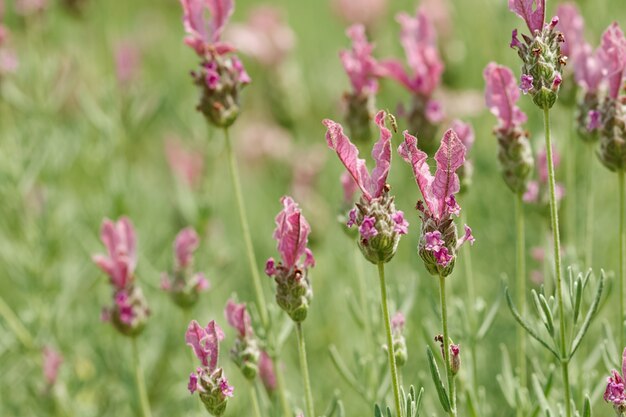 Lente gebied van lavendel bloemen in de zomer