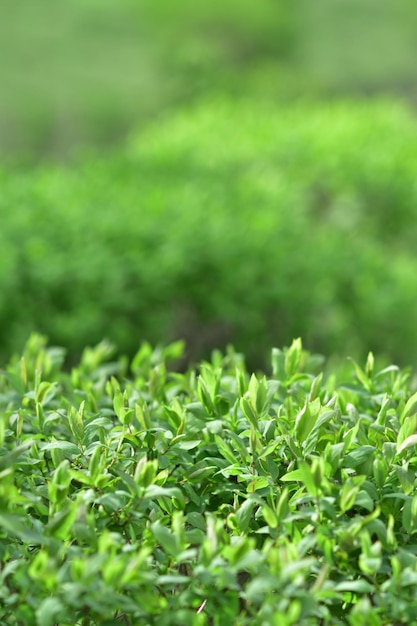 Lente gebladerte natuurlijke groene achtergrond van bush