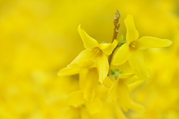 Lente gele bloeiende achtergrond