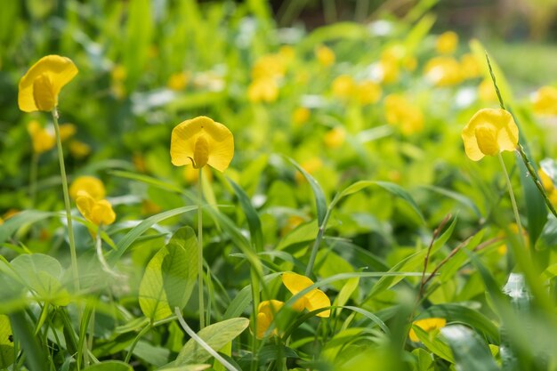 Lente gele bloemen achtergrond met ochtendzon