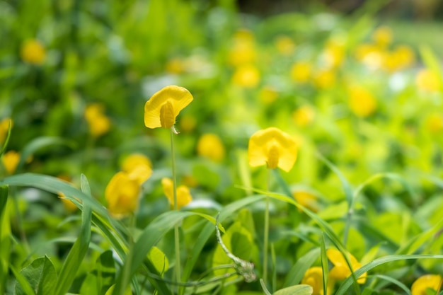 Lente gele bloemen achtergrond met ochtendzon