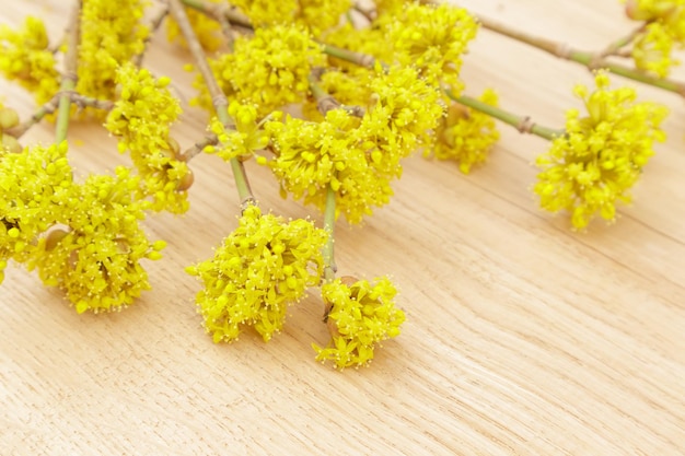 Lente gele bloemen kornoelje of europese cornelboom op rustieke houten achtergrond selectieve aandacht met
