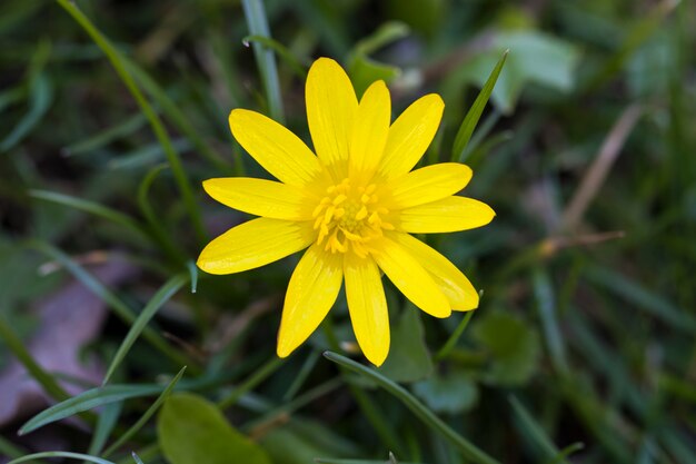 Lente gele bloemen op een groene achtergrond. het daglicht. detailopname