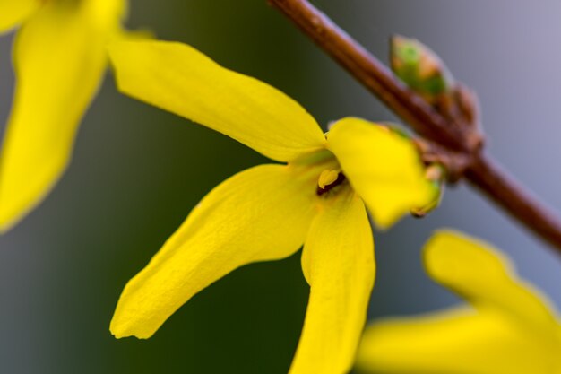 Lente gele bloemen op groene achtergrond. texturen.