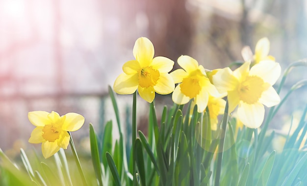 Foto lente gele narcis bloemen, natuurbeeld, macro foto met onscherpe achtergrond, 8 maart, vrouwendag, lente concept