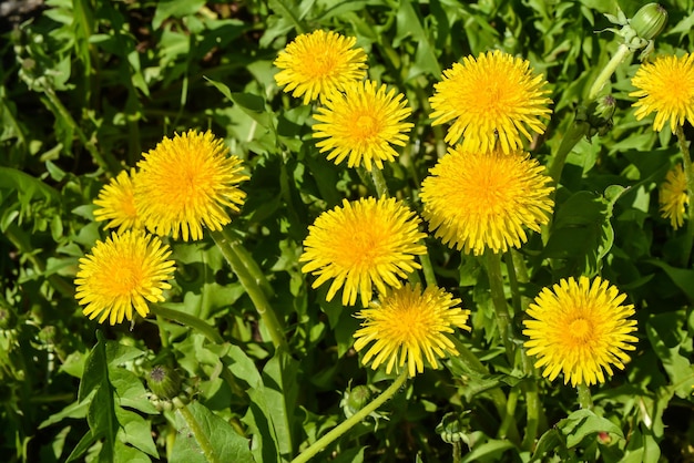 Lente gele paardebloemen