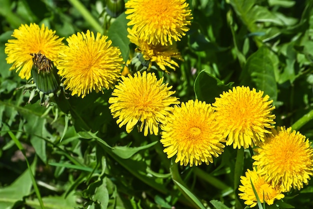 Lente gele paardebloemen