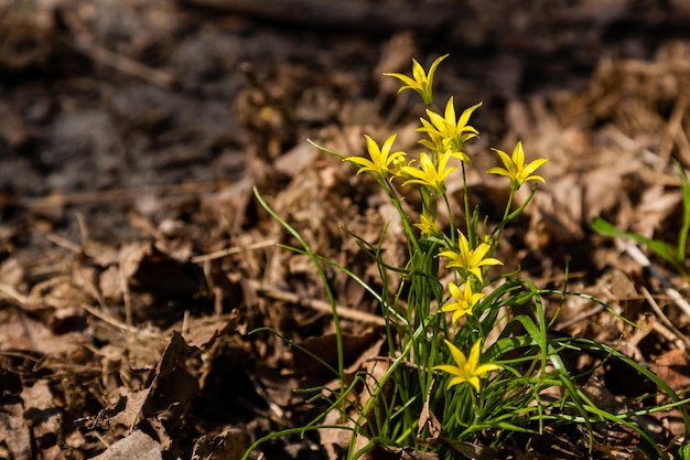 Lente gele wilde bloemen tussen de herfstbladeren