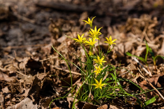 Lente gele wilde bloemen tussen de herfstbladeren