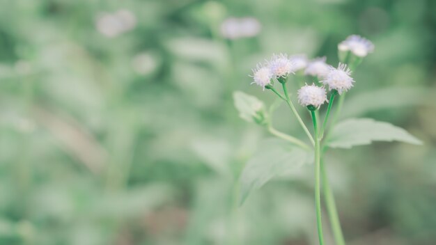 Lente gras bloem