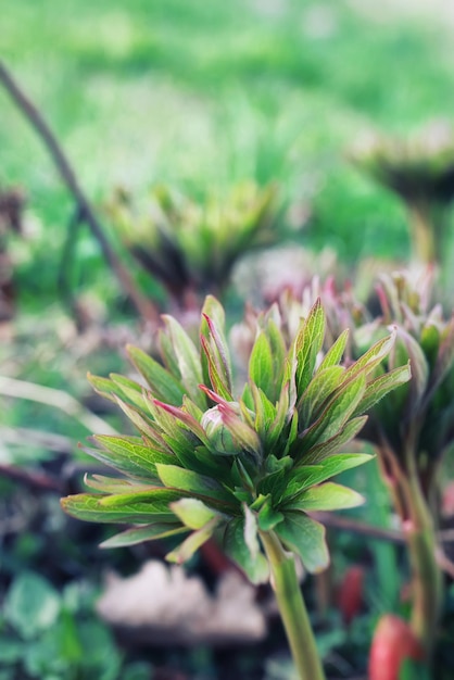 Lente gras en bloem in een veld