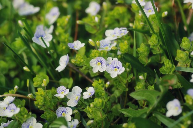 Lente gras en bloem in een veld