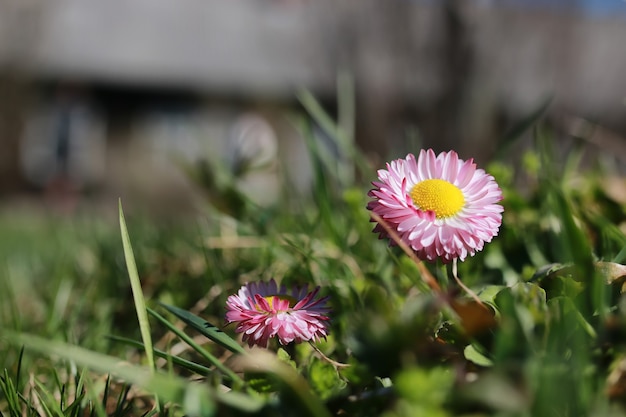 Lente gras en bloem