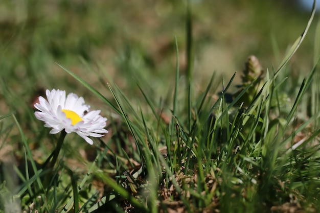 Lente gras en bloem