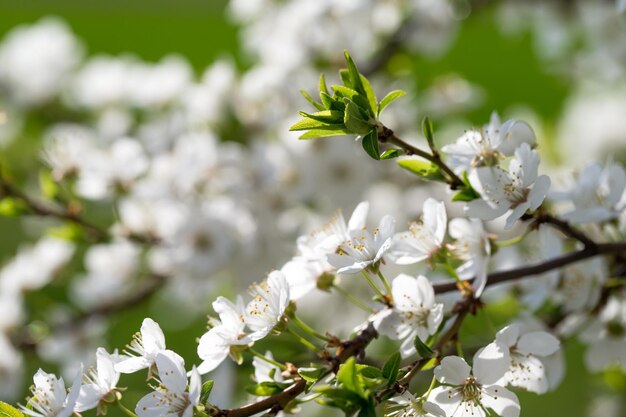 Lente grens achtergrond met bloesem close-up Abstracte bloemen lente achtergrond Bloesems over wazig natuur background