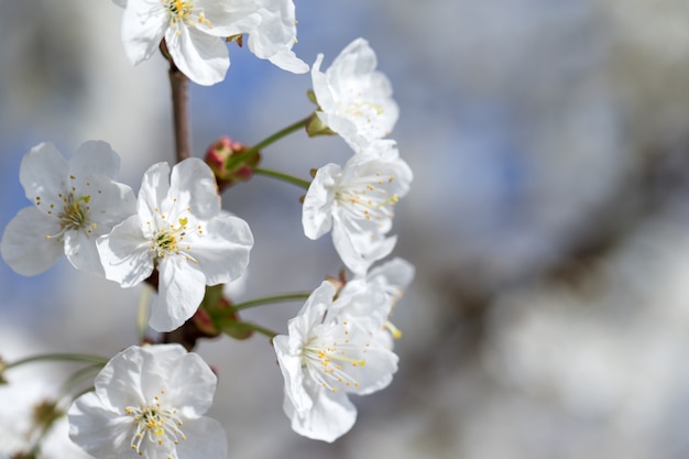 Lente grens met bloesem, close-up. Abstracte bloemen lente. Bloesems over wazig natuur