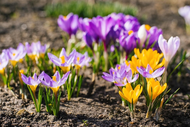 Foto lente groeiende bloemen, krokussen en heropleving van de natuur