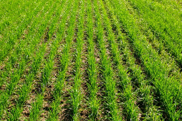 Lente groen veld achtergrond