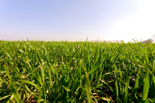 Lente groen veld