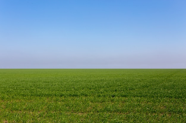 Lente groen veld