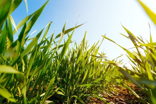 Lente groen veld