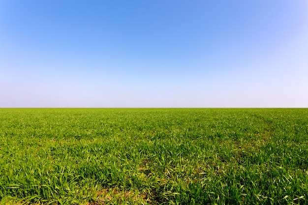 Lente groen veld