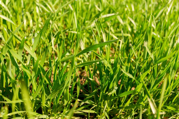 Foto lente groen veld