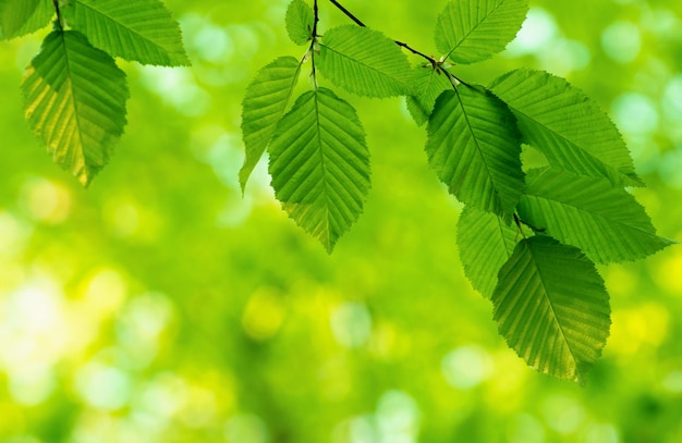 Lente groene bladeren achtergrond in zonnige dag