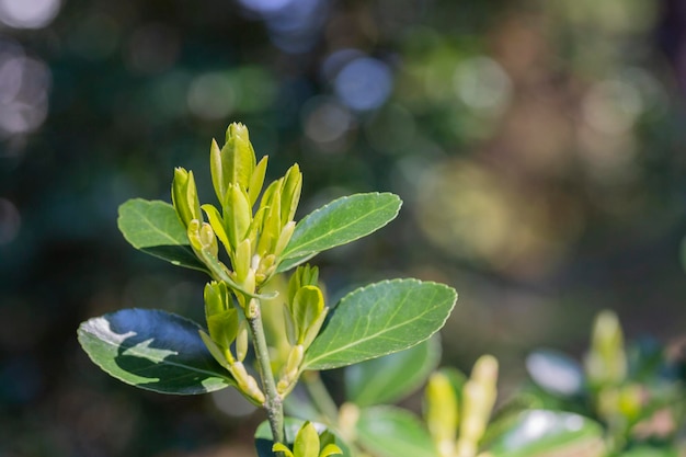 Lente groene bladeren op een struik Een struiktak op een wazige groene achtergrond selectieve focus Het concept van een nieuw leven Lente achtergrond