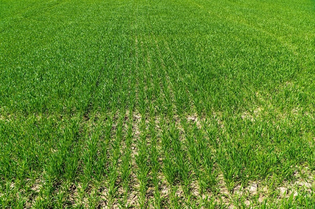 Lente groene tarwe groeit in de bodem Groene spruiten van tarwe