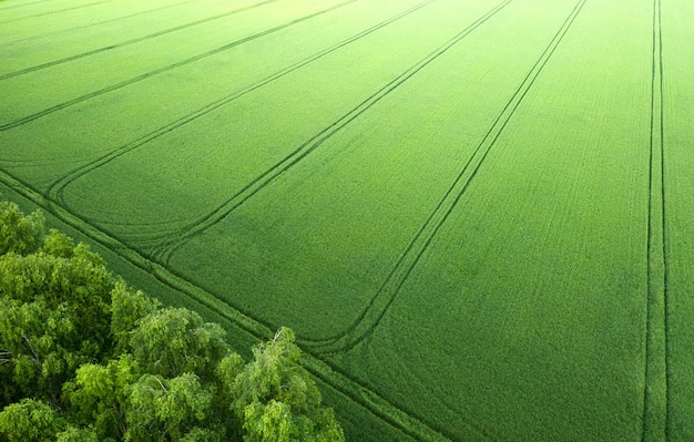 Lente groene velden ingezaaid met landbouwgewassen. Drone-weergave.