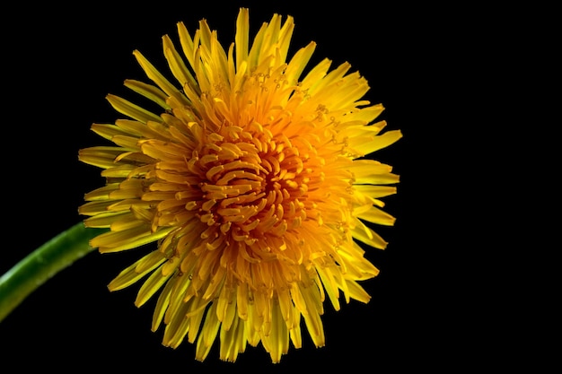 Lente heldere gele paardebloem op een zwarte achtergrond close-up macrofotografie