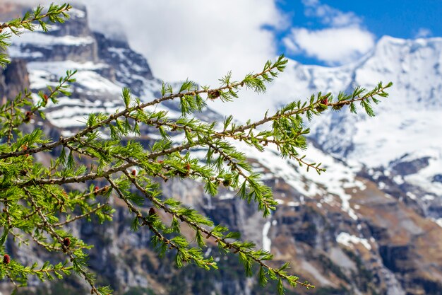 Lente in de Alpen