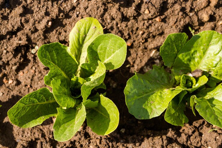 Lente in de gemeenschappelijke tuin in de stad.